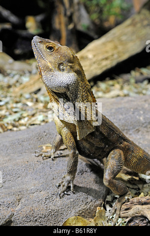 Balza colli (lucertola Chlamydosaurus kingii), il Territorio del Nord, l'Australia Foto Stock