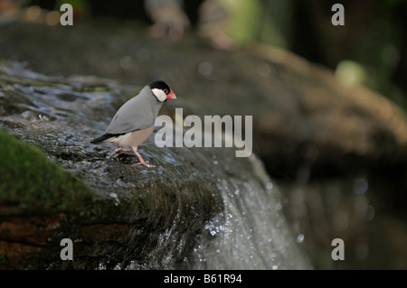 Java Sparrow, Finch Java o Java riso Bird (Padda oryzivora) Foto Stock