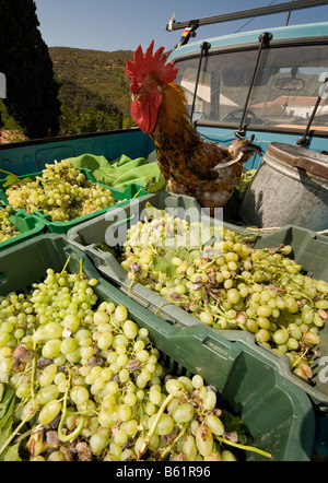 Appena raccolto di uve e un gallo sul retro di un pickup. Foto Stock