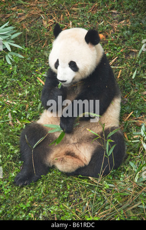 Panda gigante a Chengdu Research Center in Cina Foto Stock