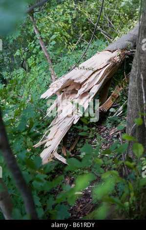 Struttura dopo windsnap Foto Stock