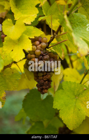 Vendemmia Tardiva le uve per il vino di ghiaccio Niagara Ontario Canada Foto Stock