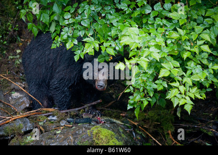 Stati Uniti d'America Alaska Kake Black Bear Ursus americanus avanzamento sul Salmone Chum lungo Gunnuk Creek a inizio estate pioggia Foto Stock