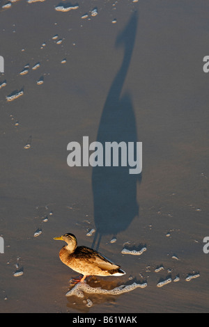 Il germano reale (Anas platyrhynchos), sculettando sulla spiaggia, colata di una grande ombra nella luce della sera Foto Stock
