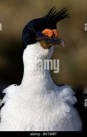 Re cormorano (Phalacrocorax atriceps) in accoppiamento piumaggio, nuova isola, Isole Falkland Foto Stock