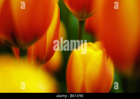 Didier's Tulip (Tulipa gesneriana), Keukenhof, Paesi Bassi, Europa Foto Stock