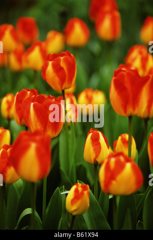 Didier's Tulip (Tulipa gesneriana), Keukenhof, Paesi Bassi, Europa Foto Stock