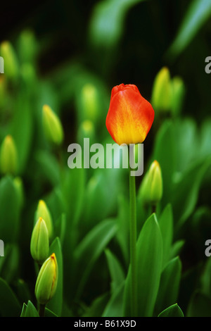 Didier's Tulip (Tulipa gesneriana), Keukenhof, Paesi Bassi, Europa Foto Stock