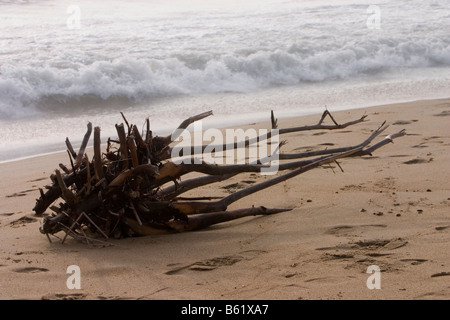 Un registro driftwood presso la Marina Beach, Chennai. Foto Stock