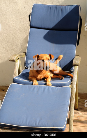 Un cane a prendere il sole Foto Stock