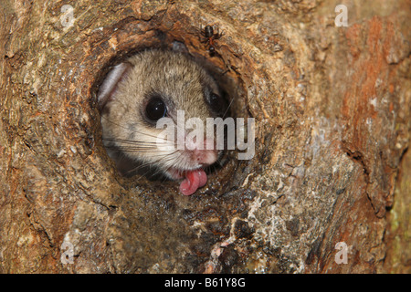 Commestibili o Fat ghiro (Glis glis) Foto Stock