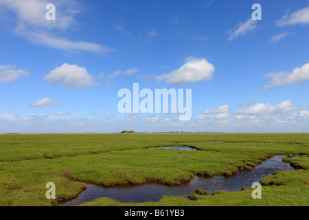 Dimora Poggio sul Langeness holm, Langeness, Schleswig-Holstein, Germania, Europa Foto Stock