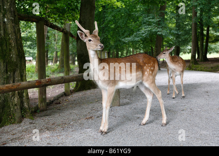 Daini (Dama Dama) nel Wildpark Klaushof, Bad Kissingen, Rhoen, Baviera, Germania, Europa Foto Stock