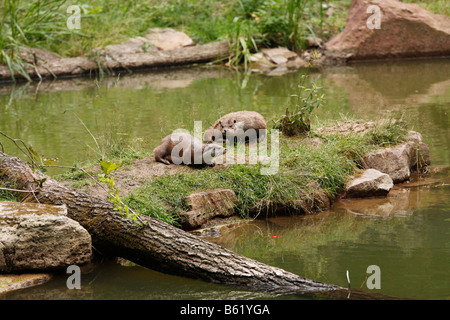 Lontra eurasiatica (Lutra lutra) presso il Wildpark Klaushof, Bad Kissingen, Rhoen, Baviera, Germania, Europa Foto Stock