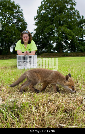 Paesi Bassi Noord Holland Graveland giovane volpe rossa che ha perso la sua madre vulpes vulpes donna mettendo la Volpe nel deserto Foto Stock
