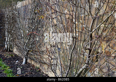 PEACH PEREGRINE SU ST JULIEN A PIÙ VICINA QUINDI PERA GLOU MORCEAU sulla mela cotogna C addestrati ventola di alberi da frutto Foto Stock