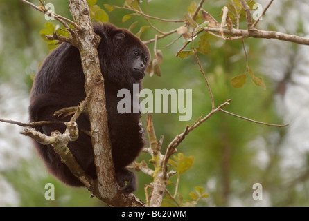 Scimmia guatemalteca nera (Alouatta pigra) Foto Stock