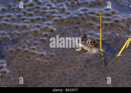 Rana comune o comune europeo (Rana temporaria Rana) nel mezzo di partite di uova di Rana Foto Stock