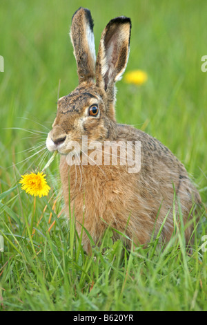 European Hare, Brown Hare (Lepus europaeus) Foto Stock