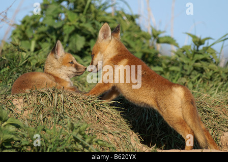 La Volpe rossa (Vulpes vulpes vulpes) Foto Stock