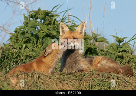 La Volpe rossa (Vulpes vulpes vulpes) Foto Stock