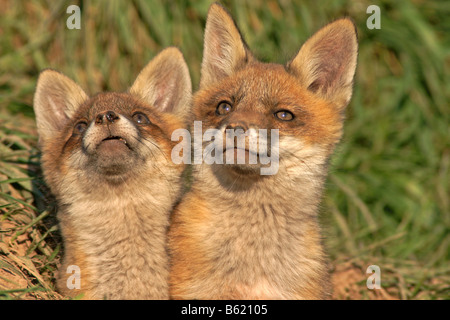 La Volpe rossa (Vulpes vulpes vulpes) Foto Stock