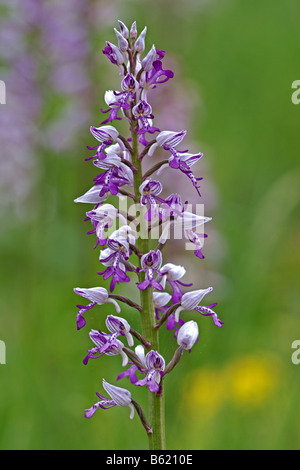 Orchidea militare (Orchis militaris) Foto Stock