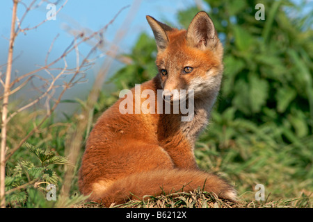 Red Fox (Vulpes vulpes vulpes) Foto Stock