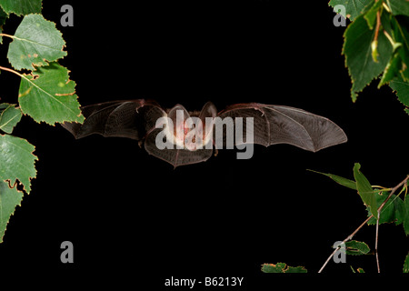 Brown Long-eared Bat o comune di lungo-eared Bat (Plecotus auritus) Foto Stock