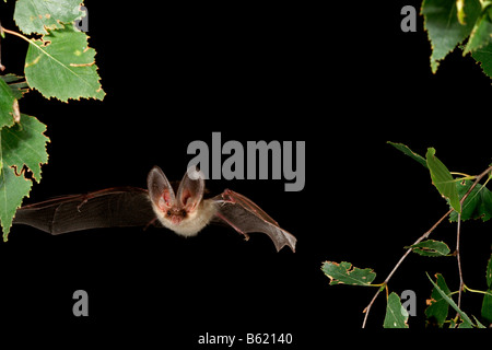 Brown Long-eared Bat o comune di lungo-eared Bat (Plecotus auritus) Foto Stock