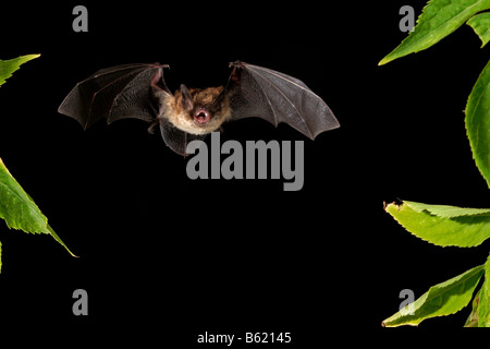 Whiskered Bat (Myotis mystacinus) Foto Stock