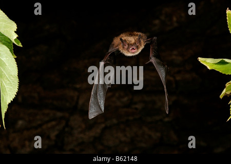 Whiskered Bat (Myotis mystacinus) Foto Stock