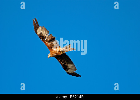 Nibbio reale (Milvus milvus) Foto Stock