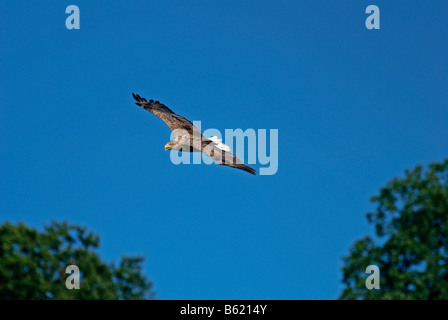 White-tailed Eagle, Sea Eagle o Erne (Haliaeetus albicilla) Foto Stock