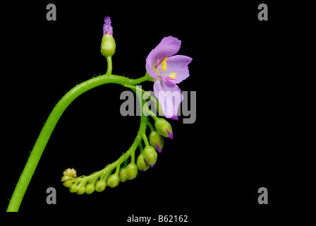 Sundew blossom (Drosera capensis) Foto Stock