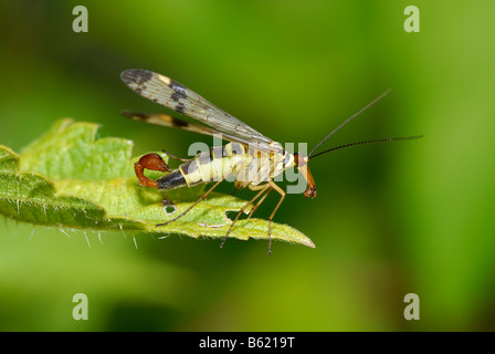 Scorpion fly (Panorpa germanica) su una foglia Foto Stock