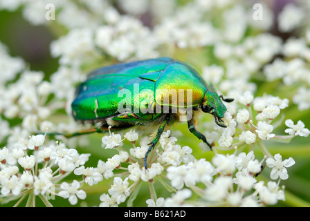 Rose (Chafer Cetonia aurata) su cerfoglio Foto Stock