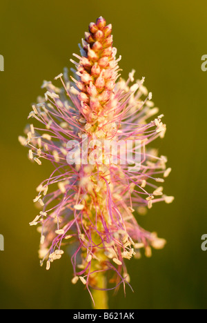 Spike di Ribwort piantaggine (Planzago lanceolata) Foto Stock