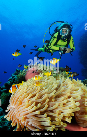 Amphiprion bicinctus e Heteractis magnifica mare rosso anemonefishes nella magnifica anemone marittimo o Ritteri anemone, Mar Rosso Foto Stock