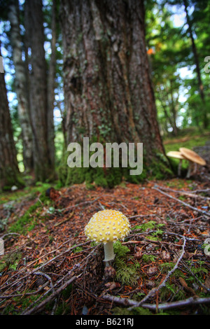 Funghi giganti a Kitsumkalum parco provinciale Foto Stock