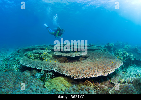 Nuoto subacqueo in una barriera corallina al di sopra di Acropora hyacinthus (Acropora hyacinthus), corallo, Indonesia, sud-est asiatico Foto Stock