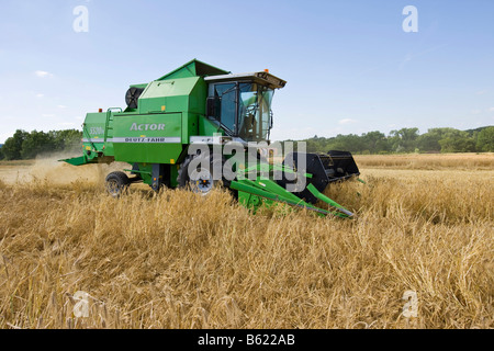 Mietitrice combinato su un campo di orzo (Hordeum vulgare), Wetterau, Hesse, Germania Foto Stock