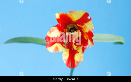 Tulip (Tulipa), Parrot Tulip, Flaming Parrot, rosso e giallo fiore Foto Stock