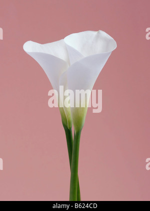 (Zantedeschia Zantedeschia), fiore bianco Foto Stock