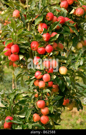 Le mele rosse su un ramo, Kent, Inghilterra, Gran Bretagna, Europa Foto Stock