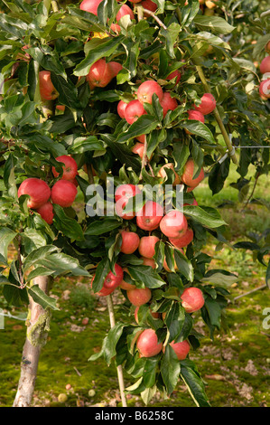 Mele mature su un albero in una piantagione di apple, Kent, Inghilterra, Gran Bretagna, Europa Foto Stock