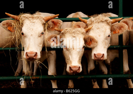 Giovani bovini da carne in piedi accanto a un altro in una fase di stallo, Illhaeusern, Alsazia, Francia, Europa Foto Stock
