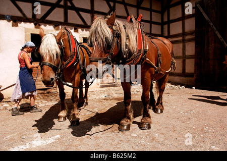 Aratro cavalli con i cavi elettrici, Eco-Museum, Ungersheim, Alsazia, Francia, Europa Foto Stock