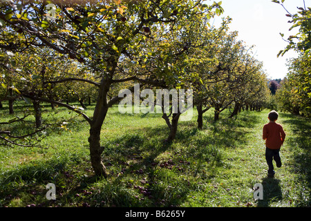 Un bambino piccolo che corre attraverso filari di alberi di mele in un frutteto di apple durante la stagione di raccolta Foto Stock