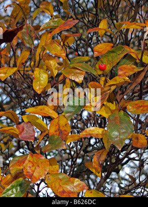 Bacche rosse con foglie di autunno. Foto Stock